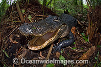 American Alligator guarding nest Photo - Michael Patrick O'Neill