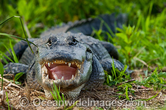 American Alligator in Everglades photo
