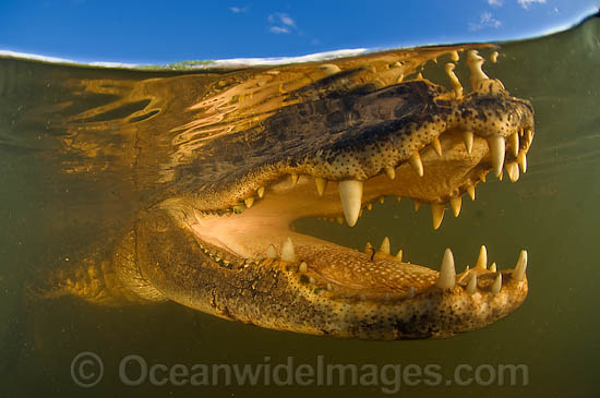American Alligator underwater photo