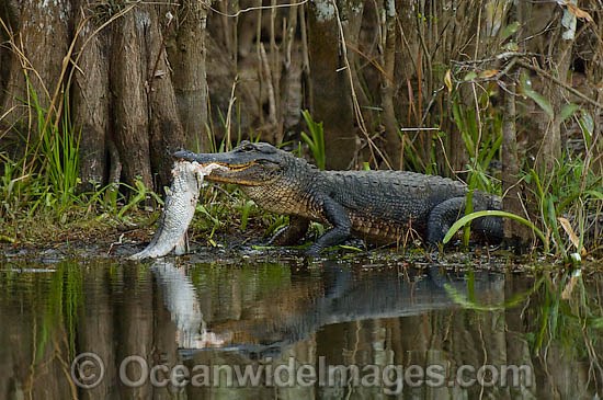 American Alligator feeding on Snook photo