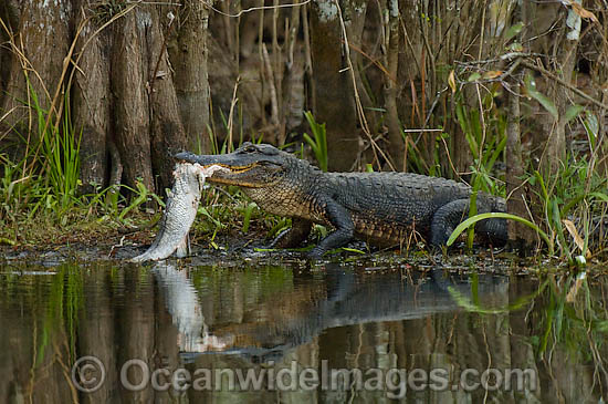 American Alligator feeding on Snook photo American Alligator feeding on Snook photo