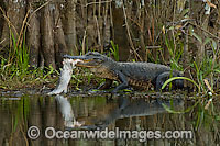American Alligator feeding on Snook Photo - Michael Patrick O'Neill