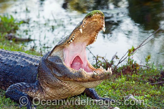 American Alligator in Everglades photo