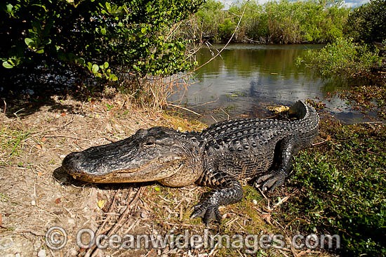 American Alligator basking in sun photo