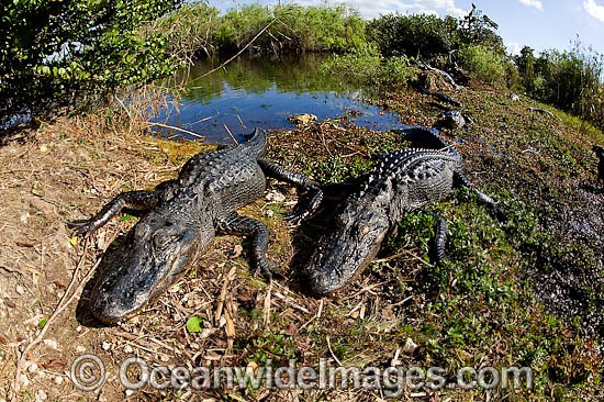American Alligator basking in sun photo