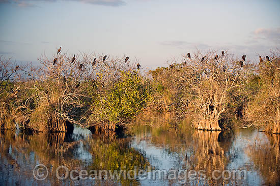 Anhinga rookery in Alligator habitat photo Anhinga rookery in Alligator habitat photo