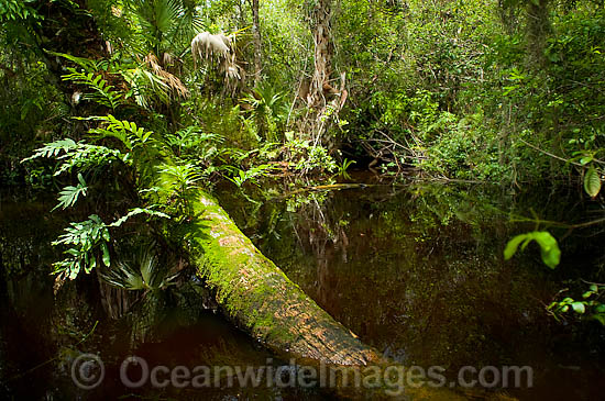 American Alligator habitat at Fakahatchee photo