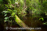 American Alligator habitat at Fakahatchee Photo - Michael Patrick O'Neill