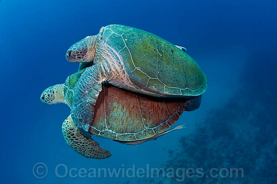 Mating Green Sea Turtles (Chelonia mydas). Found in tropical and warm temperate seas worldwide. Photo taken at Palm Beach, Florida, USA. Listed on the IUCN Red list as Endangered species. Photo - Michael Patrick O'Neill Mating Green Sea Turtles (Chelonia mydas). Found in tropical and warm temperate seas worldwide. Photo taken at Palm Beach, Florida, USA. Listed on the IUCN Red list as Endangered species. Photo - Michael Patrick O'Neill