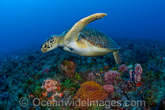 Green Sea Turtles photo
