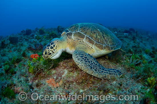 Green Sea Turtles feeding on algae photo