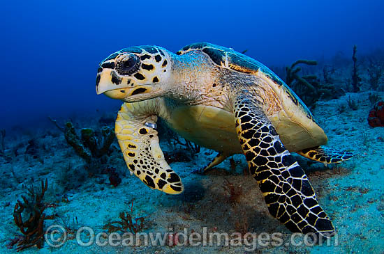 Hawksbill Sea Turtle photo