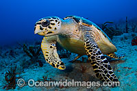 Hawksbill Sea Turtle Photo - Michael Patrick O'Neill