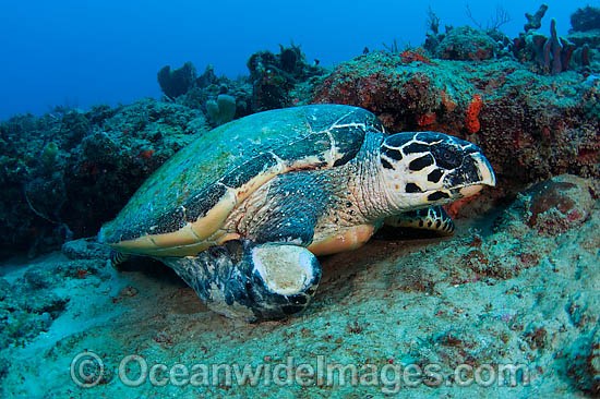 Hawksbill Turtle with fishing line caught on flipper photo