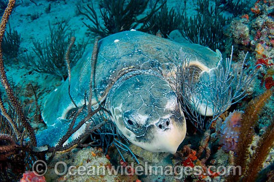 Kemp's Ridley Sea Turtle photo