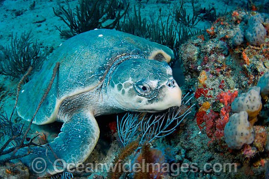 Kemp's Ridley Sea Turtle photo