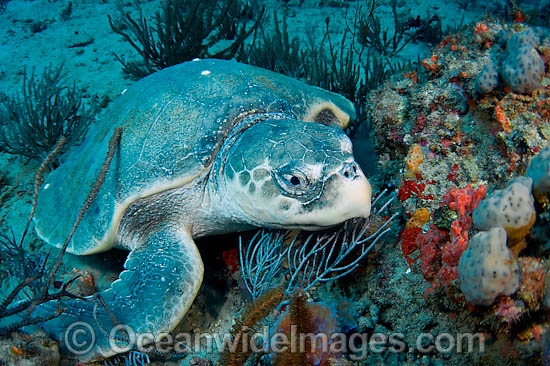 Kemp's Ridley Sea Turtle photo Kemp's Ridley Sea Turtle photo