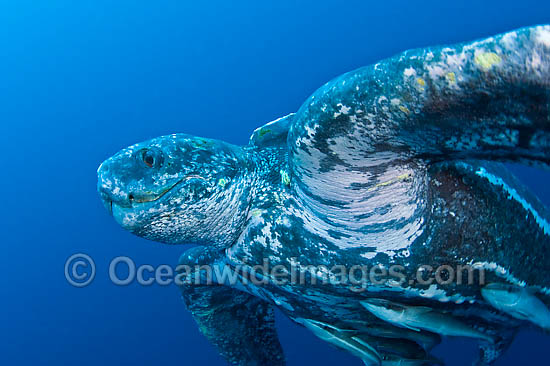 Leatherback Sea Turtle (Dermochelys coriacea), male. The Leatherback is one of the world's largest reptiles, reaching close to 2,000 lbs. and nearly 10 ft. in length. Listed on IUCN Red list as Critically Endangered and threatened by coastal development. Photo - Michael Patrick O'Neill