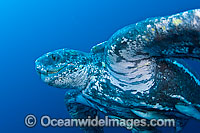 Leatherback Sea Turtle Dermochelys coriacea Photo - Michael Patrick O'Neill