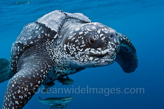 Leatherback Sea Turtle (Dermochelys coriacea), male. The Leatherback is one of the world's largest reptiles, reaching close to 2,000 lbs. and nearly 10 ft. in length. Listed on IUCN Red list as Critically Endangered and threatened by coastal development. Photo - Michael Patrick O'Neill Leatherback Sea Turtle (Dermochelys coriacea), male. The Leatherback is one of the world's largest reptiles, reaching close to 2,000 lbs. and nearly 10 ft. in length. Listed on IUCN Red list as Critically Endangered and threatened by coastal development. Photo - Michael Patrick O'Neill