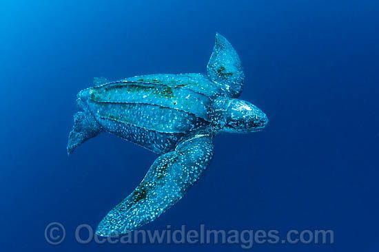 Leatherback Sea Turtle Dermochelys coriacea photo