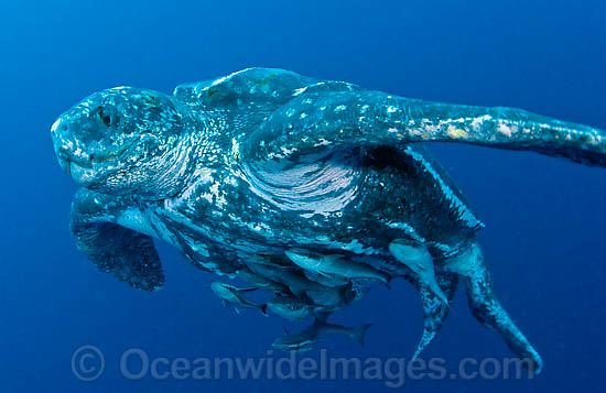Leatherback Sea Turtle with suckerfish photo