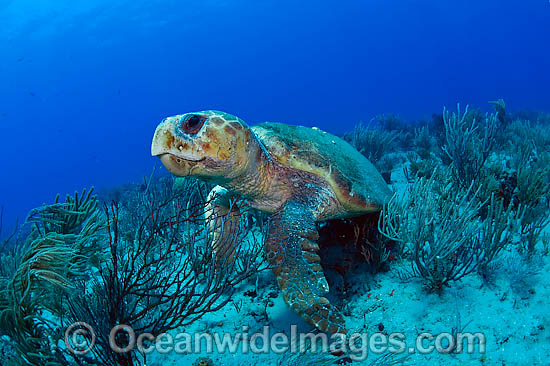 Loggerhead Sea Turtle photo Loggerhead Sea Turtle photo