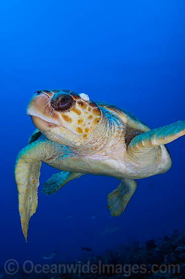 Loggerhead Sea Turtle photo Loggerhead Sea Turtle photo