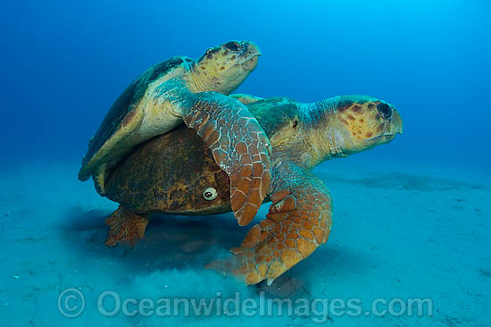 Loggerhead Sea Turtle mating photo Loggerhead Sea Turtle mating photo