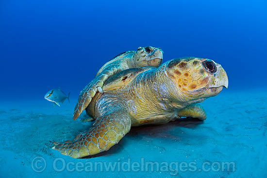 Loggerhead Sea Turtle mating photo