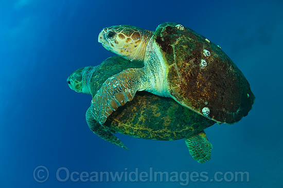 Loggerhead Sea Turtle mating photo