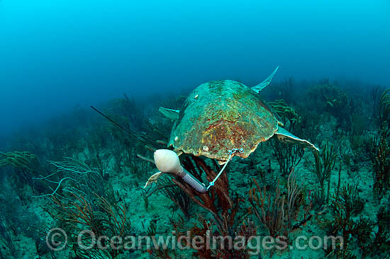 Loggerhead Sea Turtle with research tag photo Loggerhead Sea Turtle with research tag photo