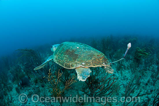 Loggerhead Sea Turtle with research tag photo Loggerhead Sea Turtle with research tag photo