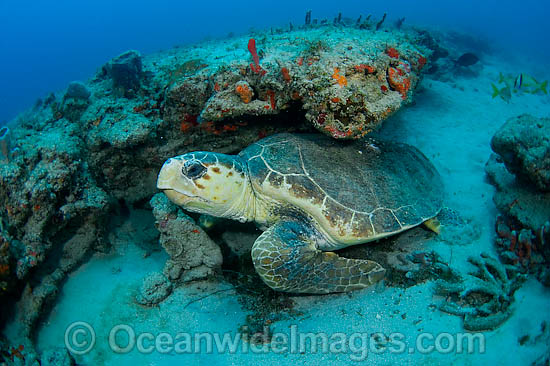 Loggerhead Sea Turtle under ledge photo