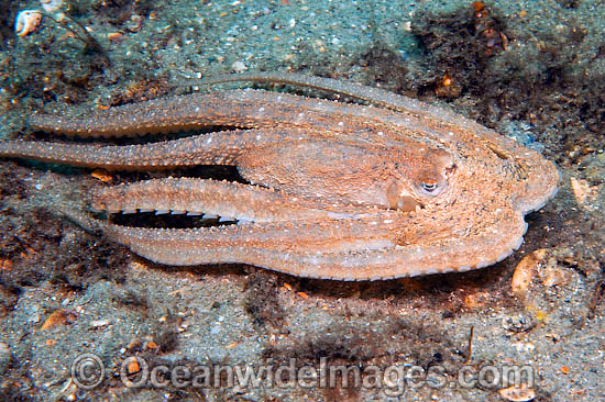 Atlantic Longarm Octopus