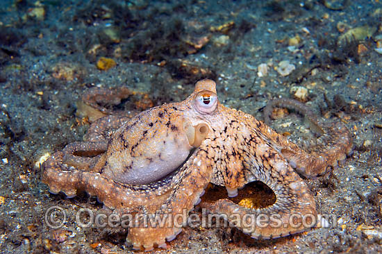 http://www.oceanwideimages.com/images/15400/large/45M1633-03-caribbean-long-arm-octopus.jpg