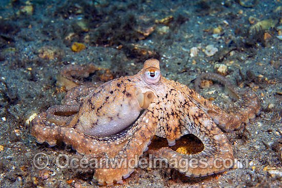 Long Arm Octopus photo