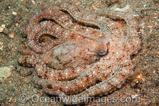 Caribbean Long Arm Octopus photo