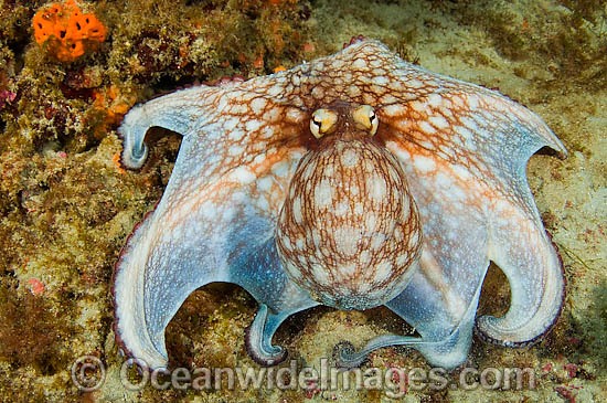 Common Octopus photo