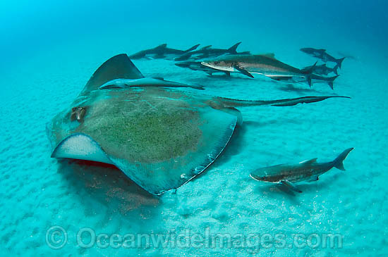 Roughtail Stingray (Dasyatis centroura), followed by Cobia (Rachycentron canadum). Found both sides of the North Atlantic, Los Gigantes, Tenerife, Canary Islands, Spain and northwest coast of Africa. Photo taken at Palm Beach, Florida, USA Roughtail Stingray (Dasyatis centroura), followed by Cobia (Rachycentron canadum). Found both sides of the North Atlantic, Los Gigantes, Tenerife, Canary Islands, Spain and northwest coast of Africa. Photo taken at Palm Beach, Florida, USA