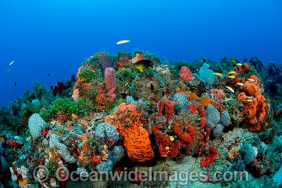 Coral Reef and fish Florida photo