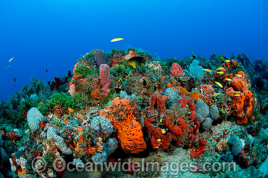 Florida Reefs