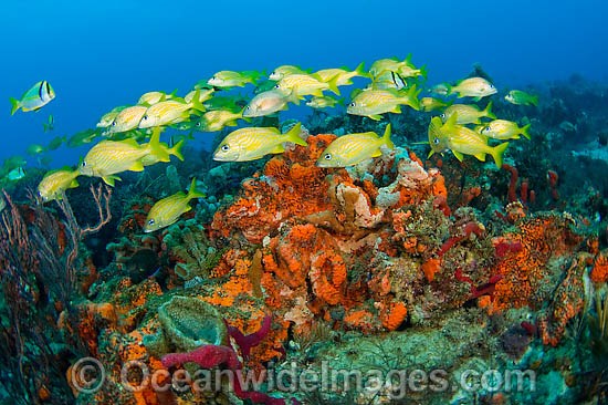 Fish and coral Florida photo
