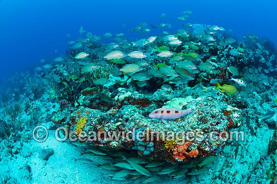 Reef Scene of fish and coral photo