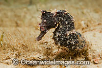 Longnose Seahorse Hippocampus reidi Photo - Michael Patrick O'Neill
