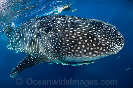 Whale shark (Rhincodon typus) with snorkeler. Found throughout the world in all tropical and warm-temperate seas. Photo taken at Palm Beach, Florida, USA Photo - Michael Patrick O'Neill Whale shark (Rhincodon typus) with snorkeler. Found throughout the world in all tropical and warm-temperate seas. Photo taken at Palm Beach, Florida, USA Photo - Michael Patrick O'Neill