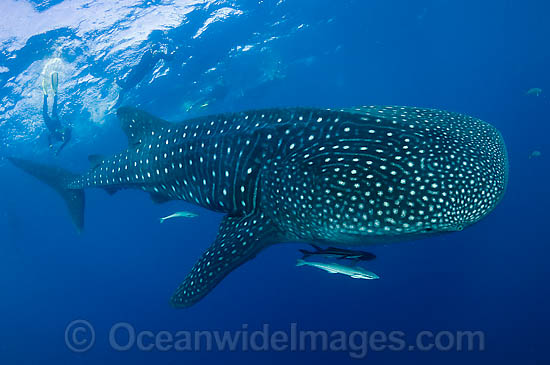 Whale shark (Rhincodon typus). Found throughout the world in all tropical and warm-temperate seas. Photo taken at Palm Beach, Florida, USA Photo - Michael Patrick O'Neill Whale shark (Rhincodon typus). Found throughout the world in all tropical and warm-temperate seas. Photo taken at Palm Beach, Florida, USA Photo - Michael Patrick O'Neill