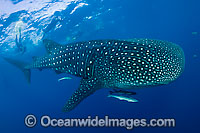 Whale Shark Photo - Michael Patrick O'Neill