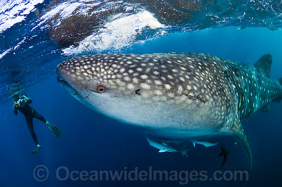 Whale shark (Rhincodon typus) with snorkeler. Found throughout the world in all tropical and warm-temperate seas. Photo taken at Palm Beach, Florida, USA Photo - Michael Patrick O'Neill Whale shark (Rhincodon typus) with snorkeler. Found throughout the world in all tropical and warm-temperate seas. Photo taken at Palm Beach, Florida, USA Photo - Michael Patrick O'Neill