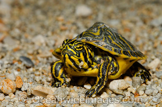 Peninsula Cooter Pseudemys floridana peninsularis photo